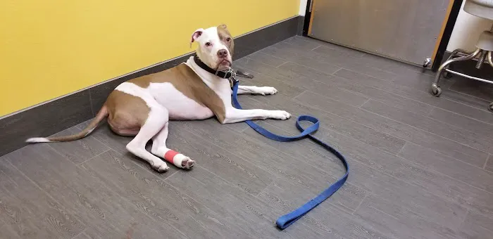 Banfield Pet Hospital 12