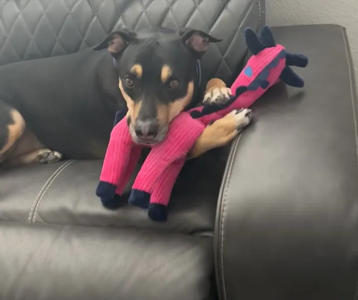 Banfield Pet Hospital 12