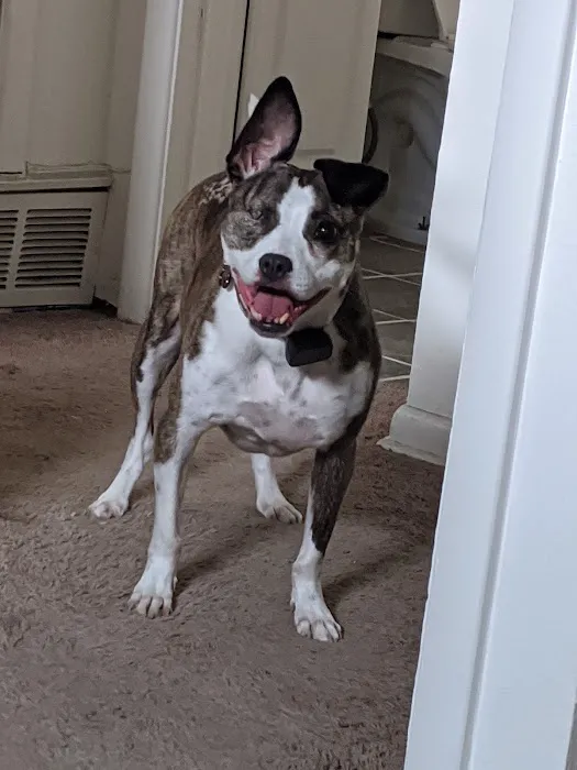 Banfield Pet Hospital 12