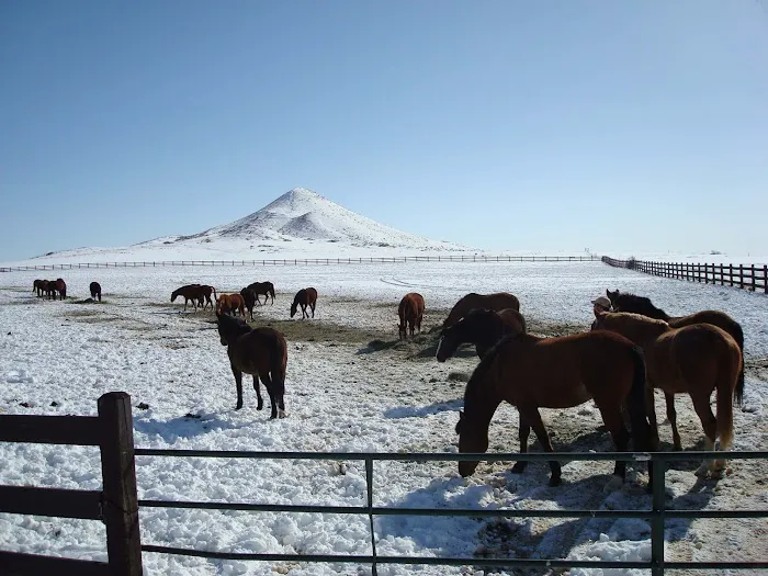 Aggie Vet and Farrier Services 4