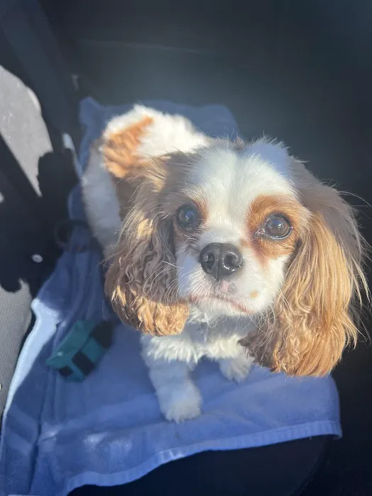 Animal Emergency & Specialty Center 6
