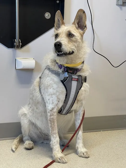 Animal Emergency & Specialty Center 10