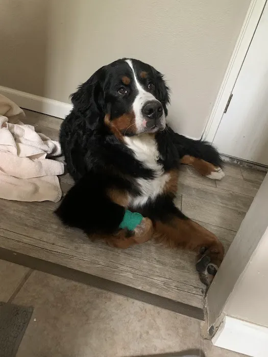 Animal Emergency & Specialty Center 2