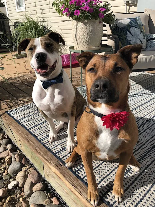 Pine Grove Animal Hospital, A Thrive Pet Healthcare Partner 1