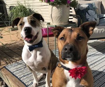 Pine Grove Animal Hospital, A Thrive Pet Healthcare Partner