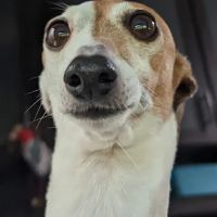 Louisville Veterinary Clinic ico
