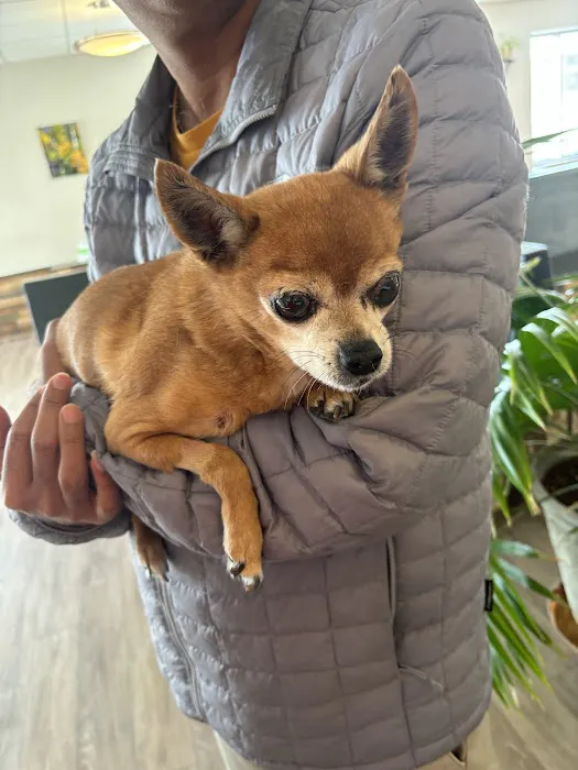 BluePearl Pet Hospital 1