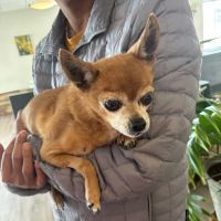 BluePearl Pet Hospital ico