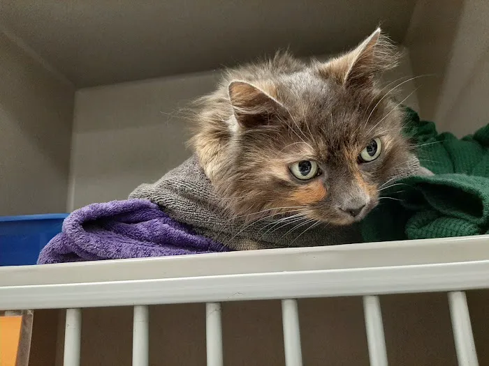 BluePearl Pet Hospital 6