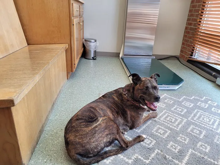 Boulder's Natural Animal Hospital 4