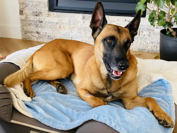 Lafayette Companion Animal Hospital 1