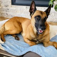 Lafayette Companion Animal Hospital ico