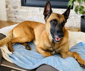 Lafayette Companion Animal Hospital