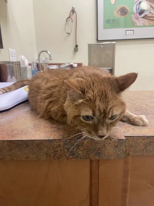 Lafayette Companion Animal Hospital 2