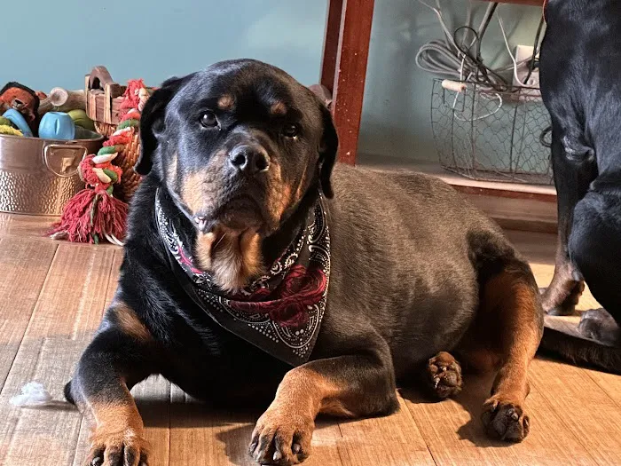 TREELINE VETERINARY CANCER CARE 10