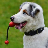 Mountain Ridge Animal Hospital ico