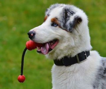 Mountain Ridge Animal Hospital