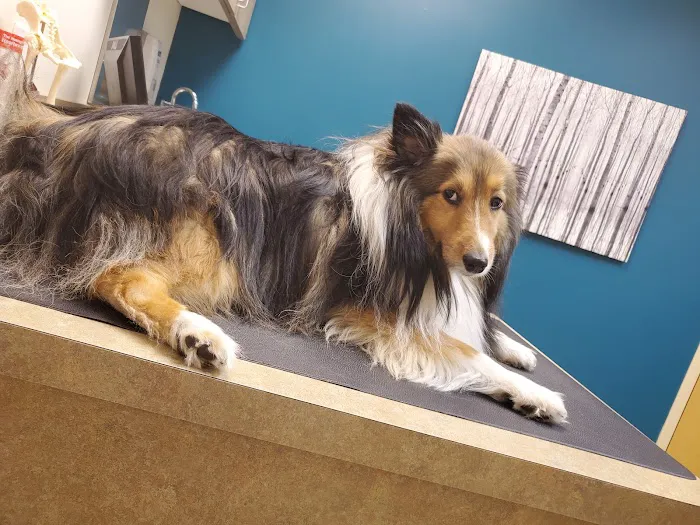 Mountain Ridge Animal Hospital 3