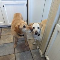 Pets & Pals Veterinary Hospital ico