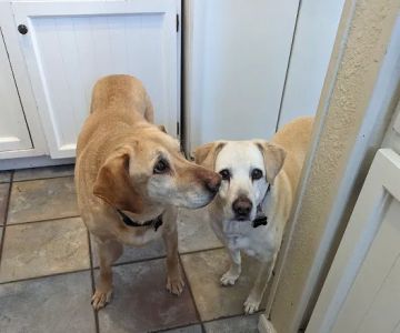 Pets & Pals Veterinary Hospital