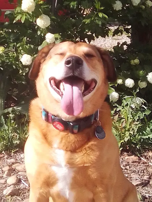 Mile High Animal Hospital, A Thrive Pet Healthcare Partner 2