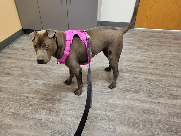 Dugan's Veterinary Hospital 12