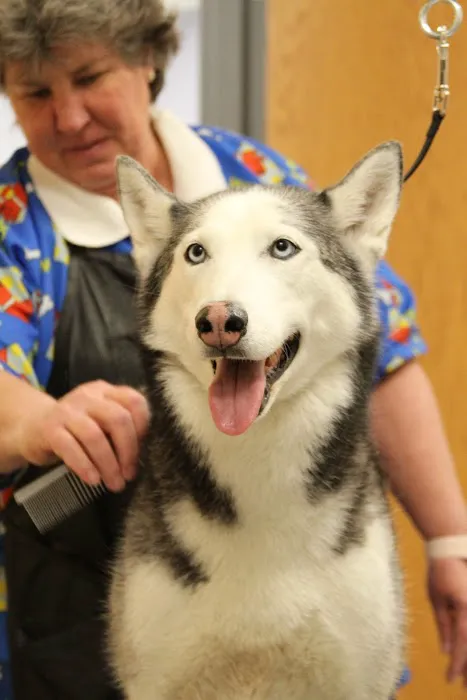 Dugan's Veterinary Hospital 12