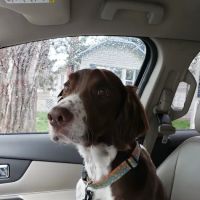 Cottage Veterinary Hospital ico