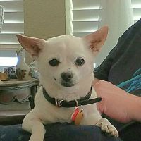 Banfield Pet Hospital ico