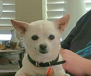 Banfield Pet Hospital