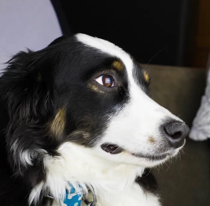 Franktown Animal Clinic 8