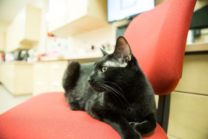 Franktown Animal Clinic 9