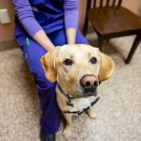 Franktown Animal Clinic ico