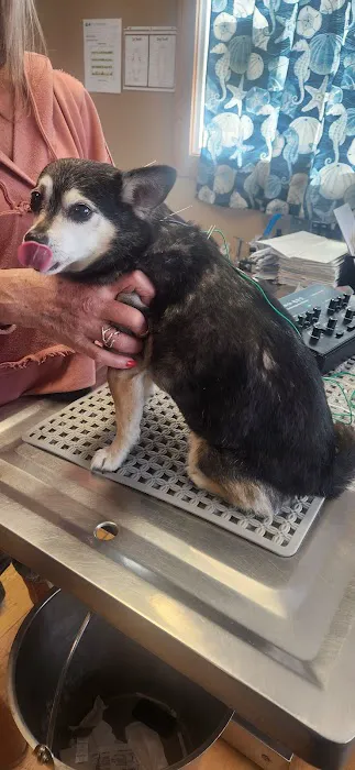 Bailey Holistic Veterinary Care 1