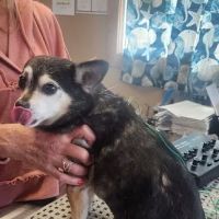 Bailey Holistic Veterinary Care ico