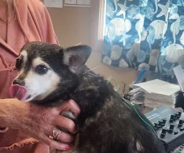 Bailey Holistic Veterinary Care