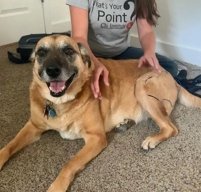 Bailey Holistic Veterinary Care 4