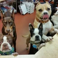 Cedar Brook Animal Hospital ico
