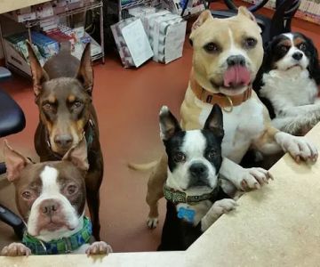 Cedar Brook Animal Hospital