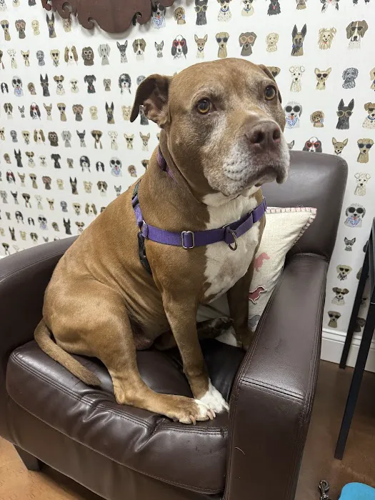 Brandywine Veterinary Hospital - Greenville 12