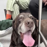 Kentmere Veterinary Hospital ico
