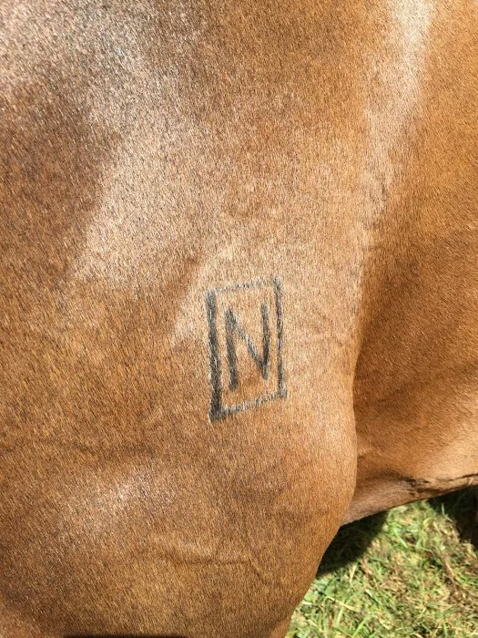 Bessemer Equine 3
