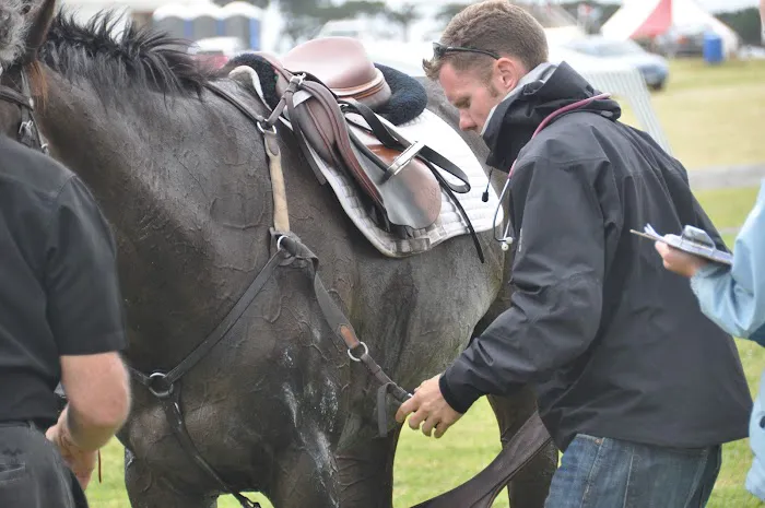 Bessemer Equine 1