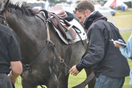 Bessemer Equine