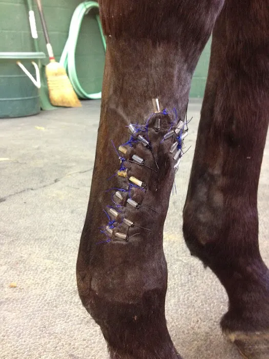Bessemer Equine 7