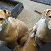 Wilmington Animal Hospital ico