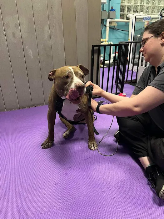 Windcrest Animal Hospital: Dejager Lorraine DVM 1