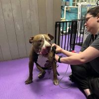 Windcrest Animal Hospital: Dejager Lorraine DVM ico