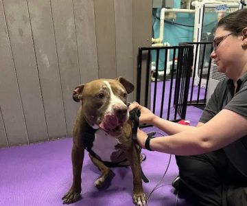 Windcrest Animal Hospital: Dejager Lorraine DVM
