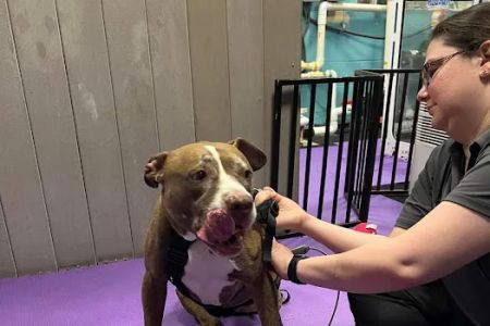 Windcrest Animal Hospital: Dejager Lorraine DVM
